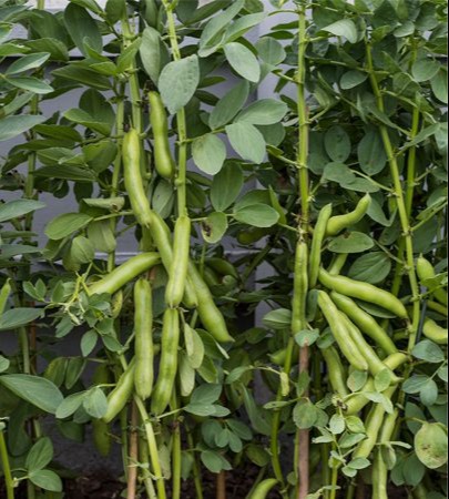 Broad Beans