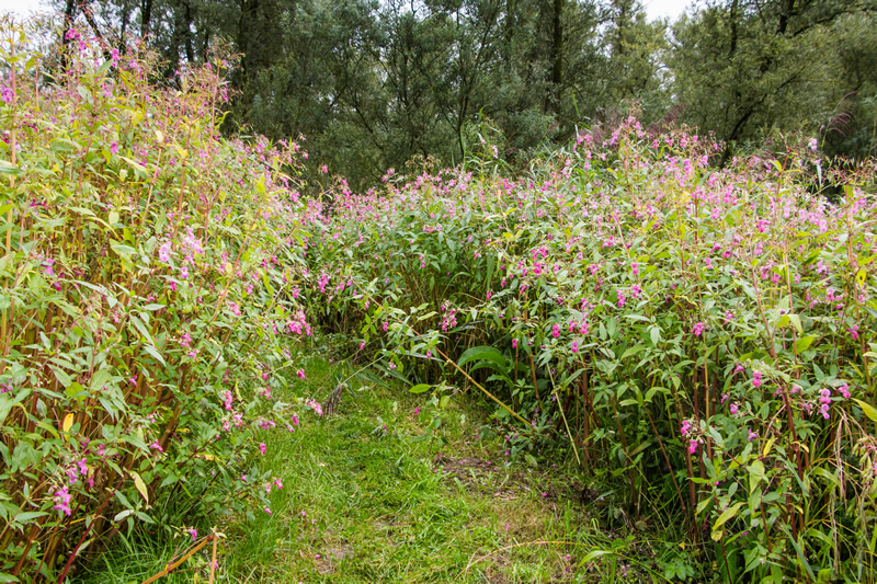 Balsam Bashing!