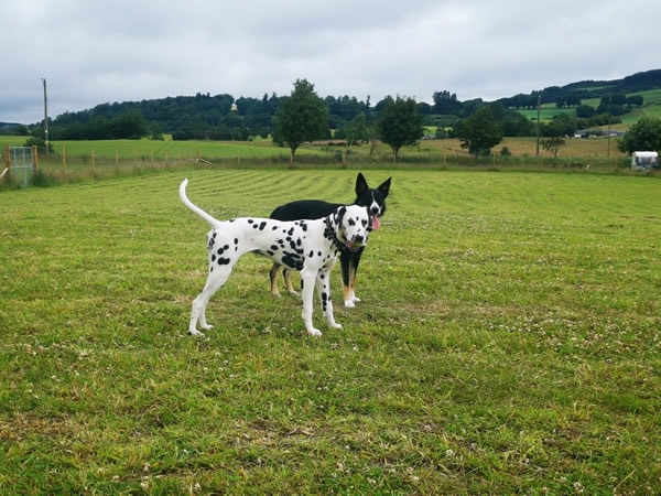 Blairgowrie Dog Park